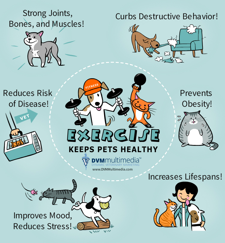 exercise keeps pets healthy